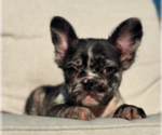 Small Photo #1 French Bulldog Puppy For Sale in KANSAS CITY, MO, USA