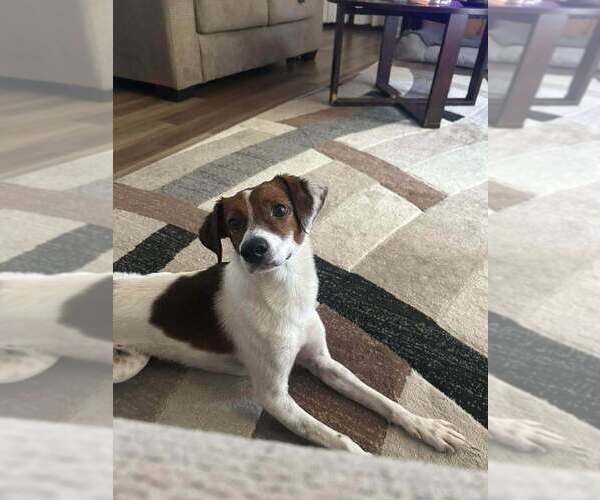 Medium Photo #2 Doxle Puppy For Sale in Bolivar, MO, USA