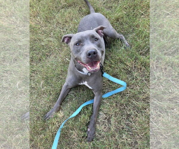 Medium Photo #3 American Pit Bull Terrier-Unknown Mix Puppy For Sale in Millersville, MD, USA