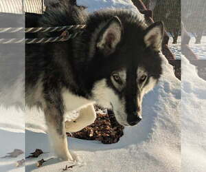 Mount Everest - Male Siberian Husky Dog for Adoption - Photo #6