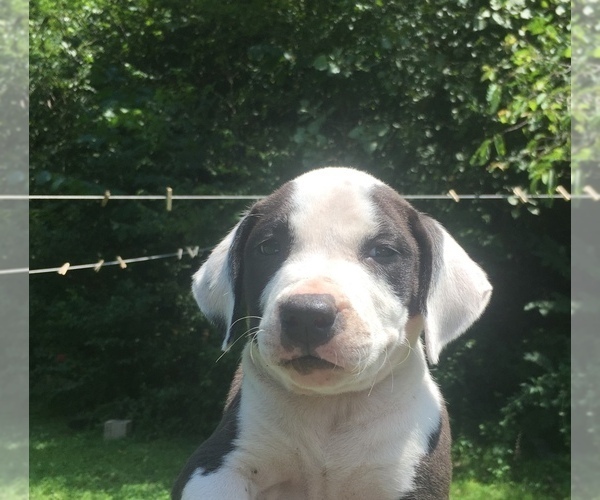 Medium Photo #5 American Pit Bull Terrier Puppy For Sale in PIEDMONT, MO, USA