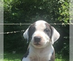 Small Photo #5 American Pit Bull Terrier Puppy For Sale in PIEDMONT, MO, USA