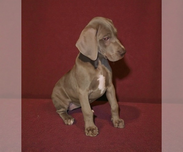 Medium Photo #7 Great Dane Puppy For Sale in DENHAM SPRINGS, LA, USA
