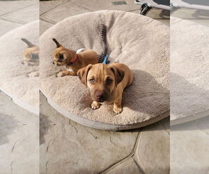 Daug Dogs for adoption in Escondido, CA, USA