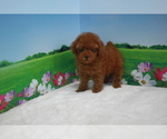 Small Photo #7 Poodle (Toy) Puppy For Sale in BECKWOURTH, CA, USA