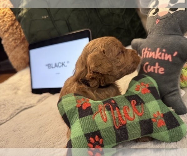 Medium Photo #7 Goldendoodle Puppy For Sale in HARTFORD, CT, USA