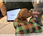 Small Photo #53 Goldendoodle Puppy For Sale in HARTFORD, CT, USA