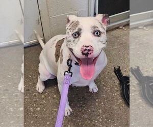 Mutt Dogs for adoption in Canton, CT, USA