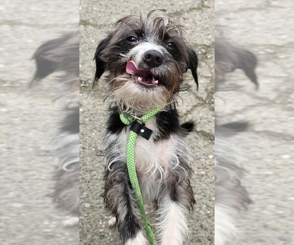 Medium Photo #1 Mutt Puppy For Sale in Olalla, WA, USA
