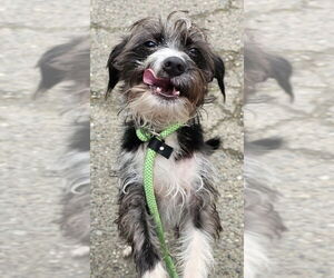 Mutt Dogs for adoption in Olalla, WA, USA