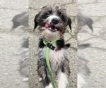 Small Mutt
