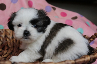 Shih Tzu Puppy for sale in FARMINGTON, MO, USA