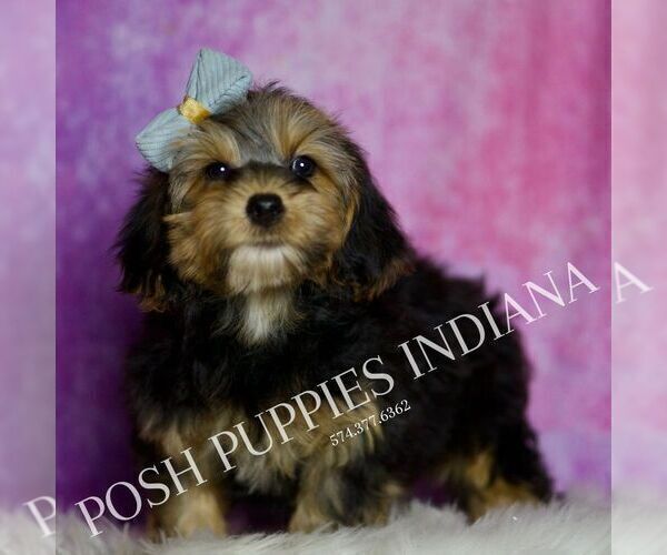 Medium Photo #38 Yorkipoo Puppy For Sale in WARSAW, IN, USA