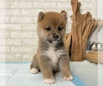 Small Photo #4 Shiba Inu Puppy For Sale in SEATAC, WA, USA