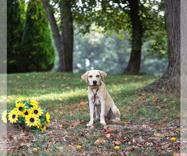 Medium Photo #8 German Shepherd Dog-Unknown Mix Puppy For Sale in Unionville, PA, USA