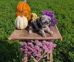 Small #15 Poodle (Toy)