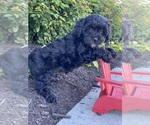 Small #2 Lhasa-Poo