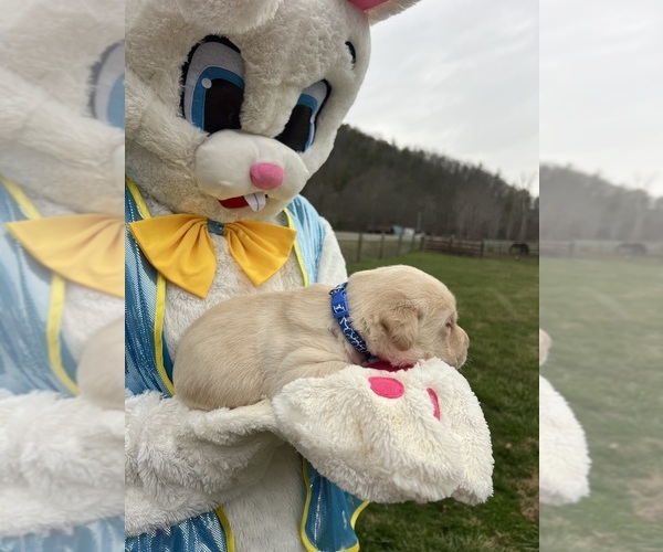 Medium Photo #2 Labrador Retriever Puppy For Sale in NEOLA, WV, USA