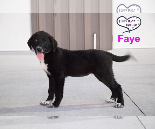 Medium Photo #2 Labrenees Puppy For Sale in Lee's Summit, MO, USA