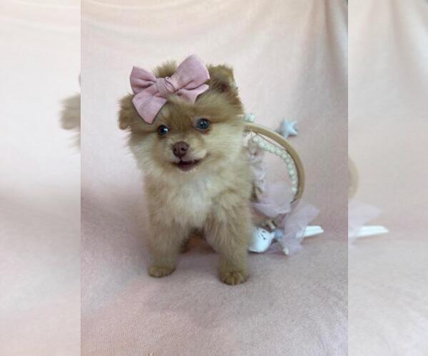 Medium Photo #7 Pomeranian Puppy For Sale in JACKSONVILLE, FL, USA
