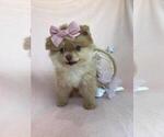 Hand delivery - Female Pomeranian Puppy for Sale - Photo #7
