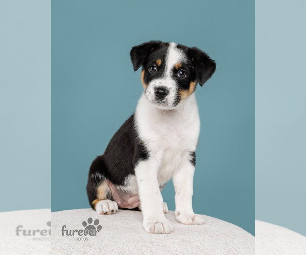 Medium Photo #1 Australian Shepherd-Unknown Mix Puppy For Sale in Claremore, OK, USA