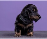 Small Photo #44 Dachshund Puppy For Sale in CROWLEY, TX, USA