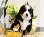 Image preview for Ad Listing. Nickname: Fettuccine