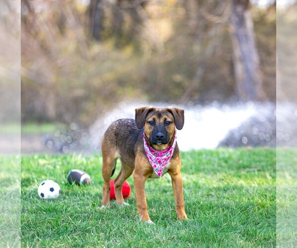 Medium Photo #11 Mutt Puppy For Sale in Unionville, PA, USA