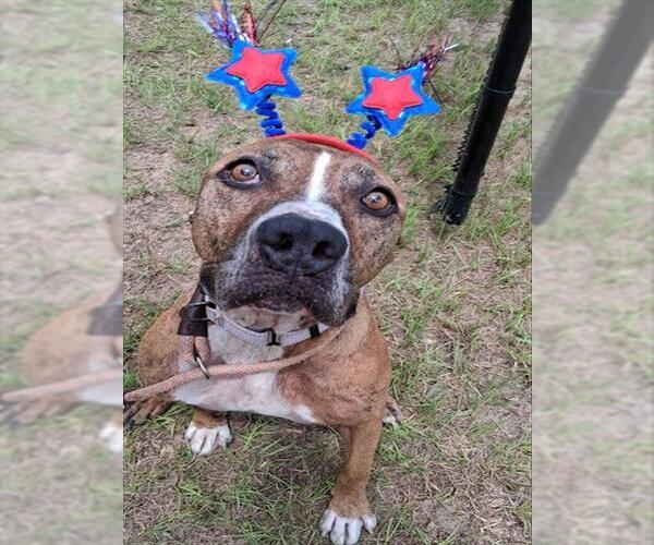 Medium Photo #1 Boxer-Unknown Mix Puppy For Sale in Ocala, FL, USA