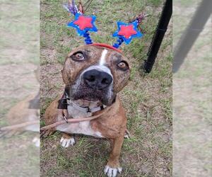 Boxer-Unknown Mix Dogs for adoption in Ocala, FL, USA