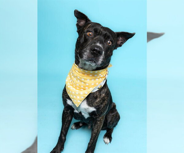 Medium Photo #2 American Staffordshire Terrier Puppy For Sale in Fort Lauderdale, FL, USA