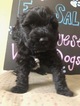 Small Photo #1 Portuguese Water Dog Puppy For Sale in CALHOUN, GA, USA