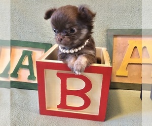 Chihuahua Puppy for sale in NEWVILLE, PA, USA