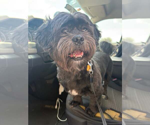 Medium Photo #2 Shih Tzu Puppy For Sale in Pompano Beach , FL, USA
