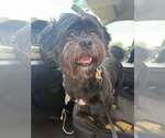 Small #1 Shih Tzu