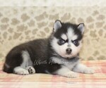 Small #1 Pomsky