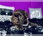 Small Photo #7 Shih Tzu Puppy For Sale in HAYWARD, CA, USA