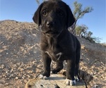 Puppy Puppy 7 Great Pyredane