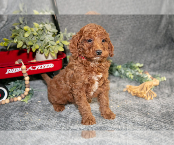 Medium Photo #1 Poodle (Miniature) Puppy For Sale in WOLCOTTVILLE, IN, USA