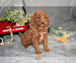 Puppy Bixby Poodle (Miniature)