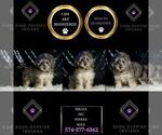 Small Photo #119 Poodle (Toy) Puppy For Sale in WARSAW, IN, USA