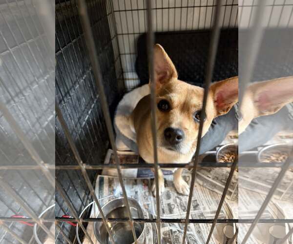 Medium Photo #3 Chihuahua-Unknown Mix Puppy For Sale in Unionville, PA, USA