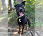 Small #8 Rottweiler Mix