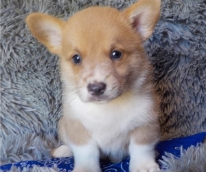 Pembroke Welsh Corgi Puppy for sale in MANSFIELD, MO, USA