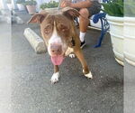 Small #4 American Staffordshire Terrier