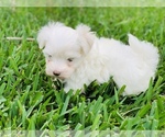 Small Photo #11 Maltese Puppy For Sale in ORLANDO, FL, USA