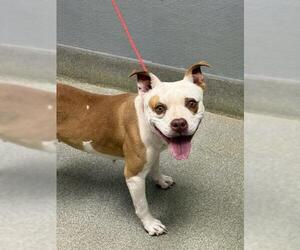 Mutt Dogs for adoption in Las Vegas, NV, USA