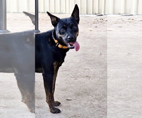 Medium Photo #2 Mutt Puppy For Sale in Houston, TX, USA