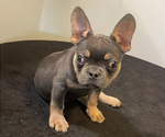 Small #1 French Bulldog